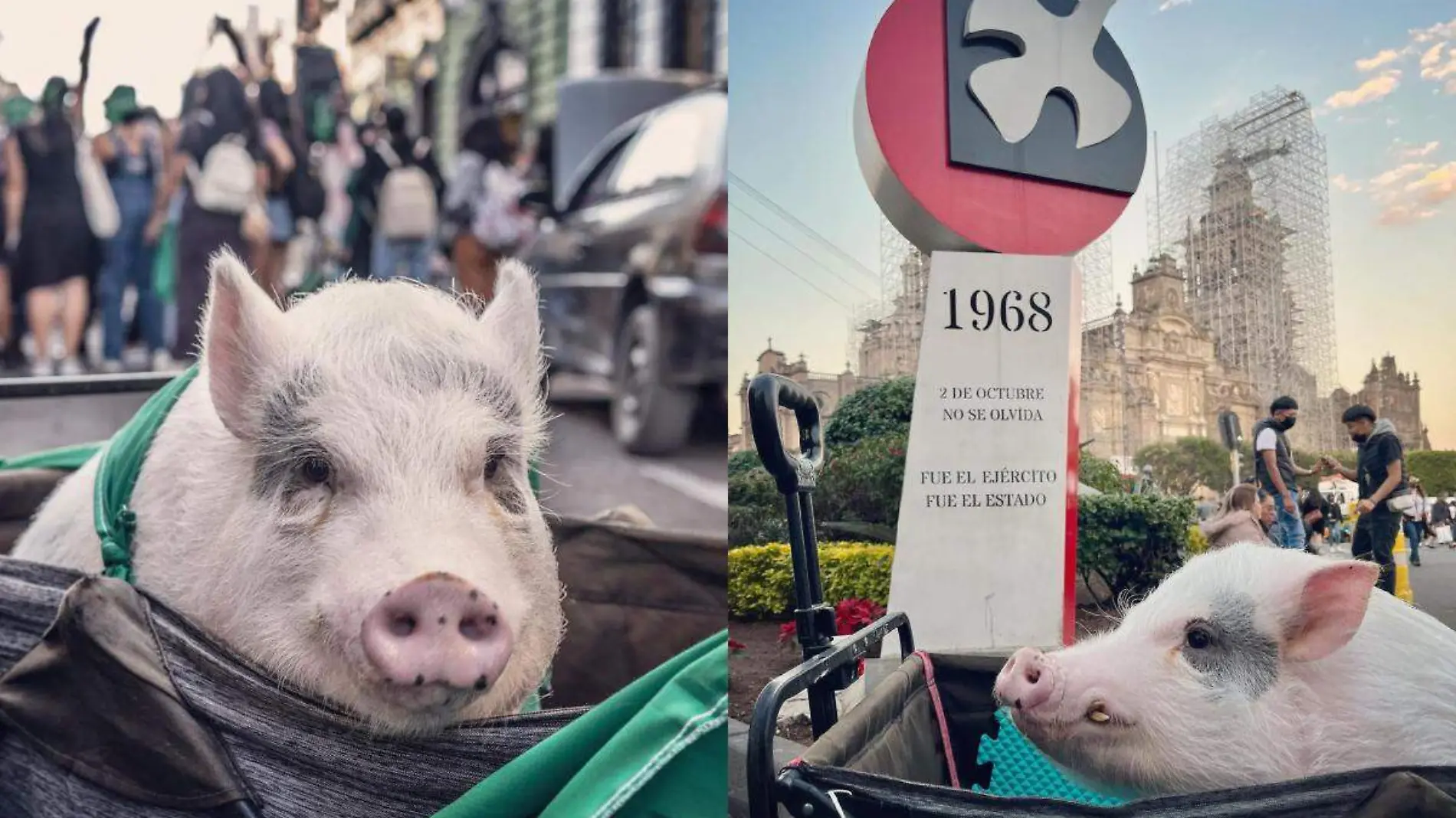 Cerdito activista